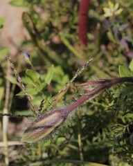 Monsonia speciosa