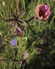 Monsonia speciosa