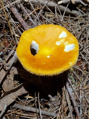Amanita flavoconia