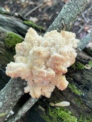 Hericium