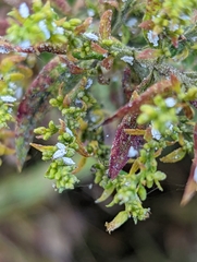 Aphidomorpha