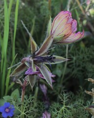 Monsonia speciosa