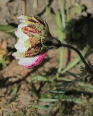 Monsonia speciosa