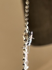 Chalybion zimmermanni