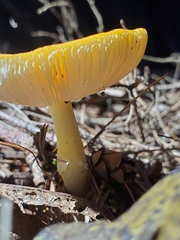 Amanita flavoconia