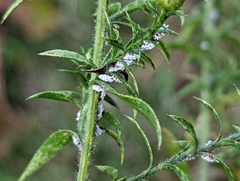 Aphidomorpha