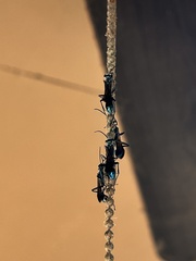 Chalybion zimmermanni