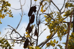 Brachystegia spiciformis