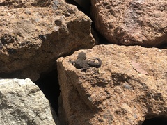 Tarentola delalandii