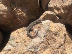Tarentola delalandii