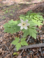 Anemonoides nemorosa