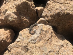 Tarentola delalandii