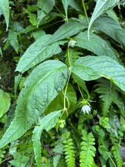 Cyclocodon lancifolius