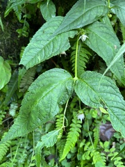 Cyclocodon lancifolius