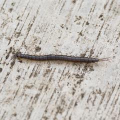 Scolopendra subspinipes