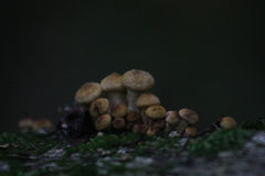 Armillaria