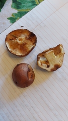 Tricholoma pessundatum