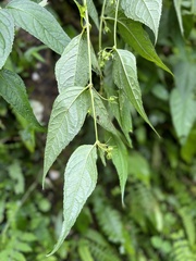 Cyclocodon lancifolius