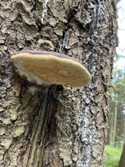 Polyporus
