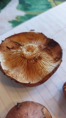 Tricholoma pessundatum