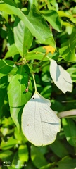 Mussaenda formosanum