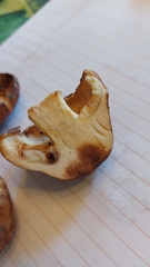 Tricholoma pessundatum