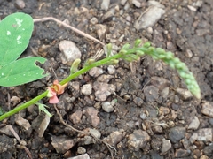 Indigofera jamaicensis