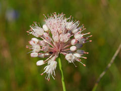 Allium suaveolens