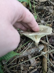 Ampulloclitocybe