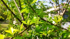 Pyracantha fortuneana