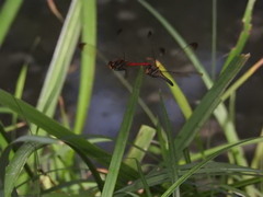 Sympetrum risi