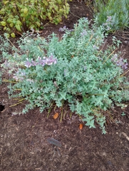 Nepeta × faassenii