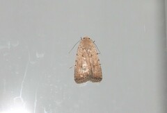 Caradrina clavipalpis