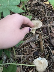 Ampulloclitocybe