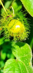 Passiflora vesicaria