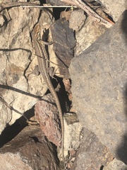 Gallotia galloti