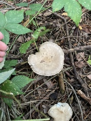 Ampulloclitocybe