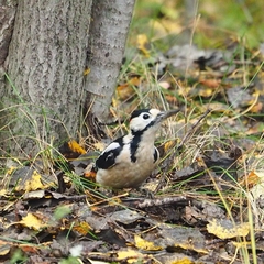 Dendrocopos syriacus