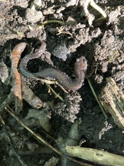 Plethodontidae