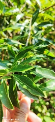 Pittosporum pentandrum