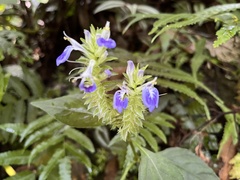 Rungia taiwanensis