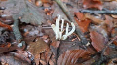 Clavaria
