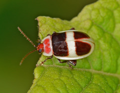 Oedionychina