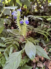 Rungia taiwanensis