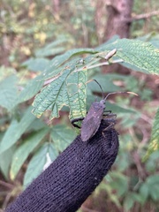 Acanthocephala terminalis