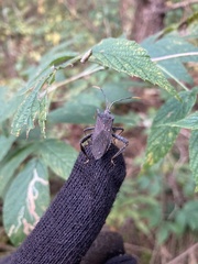 Acanthocephala terminalis