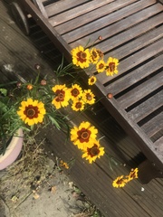 Coreopsis