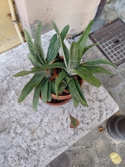 Gasteria