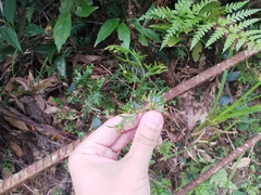 Selaginella doederleinii