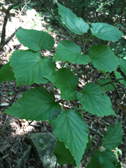 Viburnum bracteatum